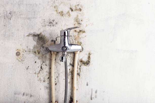 Best Mold Removal Company Near Me  in Fort Ashby, WV