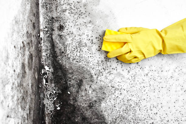 Best Home Mold Removal  in Fort Ashby, WV