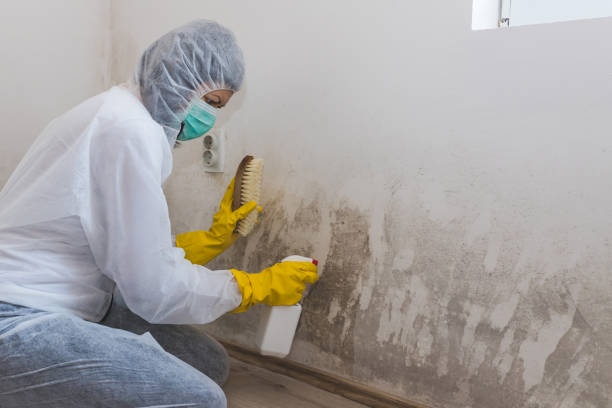 Best Crawl Space Mold Removal  in Fort Ashby, WV