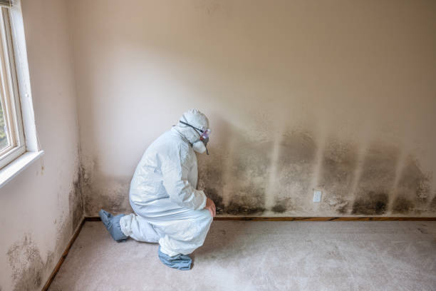 Best Black Mold Removal  in Fort Ashby, WV