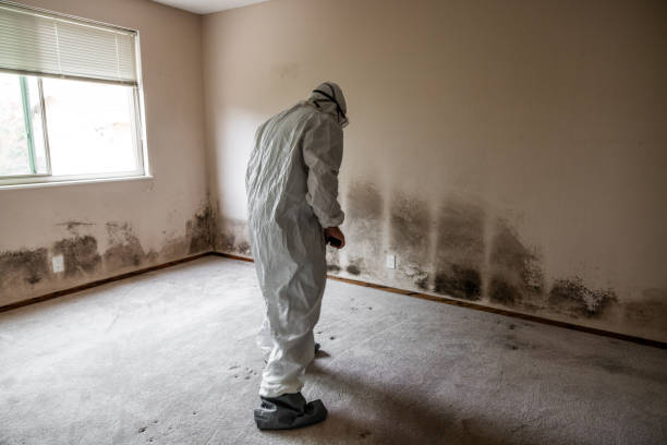 Best Office Mold Removal Services  in Fort Ashby, WV