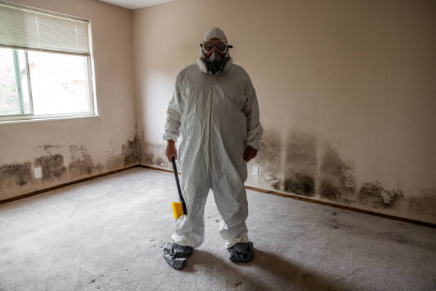Best Attic Mold Removal  in Fort Ashby, WV
