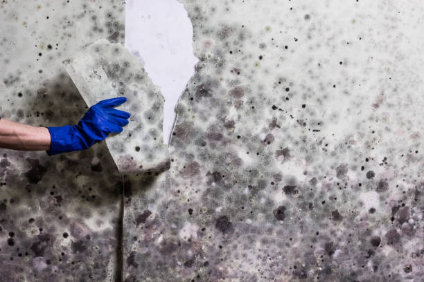 Best Mold Damage Repair  in Fort Ashby, WV