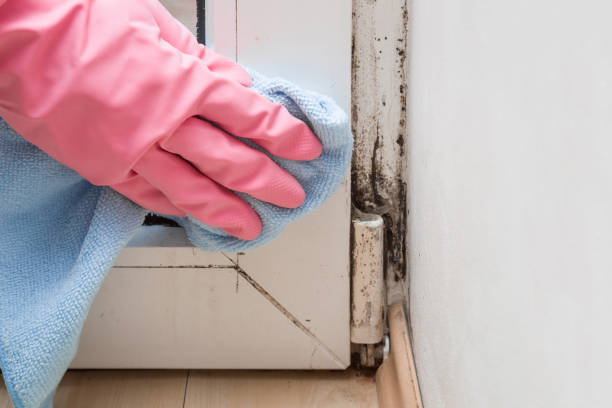 Professional Mold Removal in Fort Ashby, WV