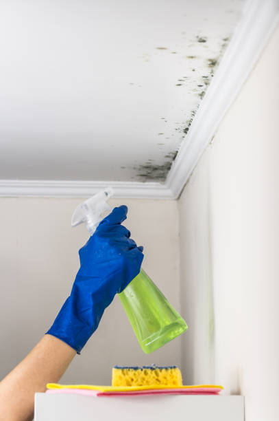Best Local Mold Removal Service  in Fort Ashby, WV