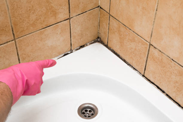 Office Mold Removal Services in Fort Ashby, WV